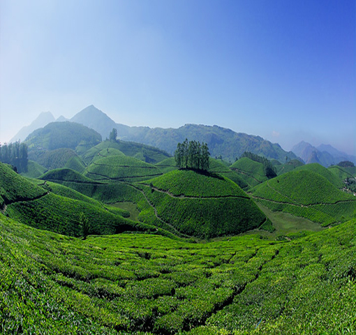 Luxury-Hotels-Munnar